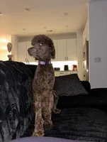 Leo, a male Labradoodle for sale in Gallatin, TN – Photo 1 of 2