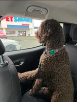 Leo, a male Labradoodle for sale in Gallatin, TN – Photo 2 of 2