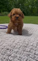 Tootsie, a female Poodle - Miniature  for sale in Bartlett, IL – 3 of 3