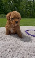 Tootsie, a female Poodle - Miniature  for sale in Bartlett, IL – 2 of 3