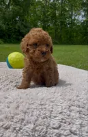 Teddy, a male Poodle - Miniature  for sale in Bartlett, IL – 2 of 2