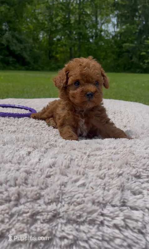 Tootsie – Poodle - Miniature  puppy for sale in Bartlett, IL
