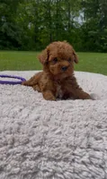 Tootsie, a female Poodle - Miniature  for sale in Bartlett, IL – 1 of 3