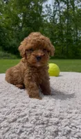 Teddy, a male Poodle - Miniature  for sale in Bartlett, IL – 1 of 2