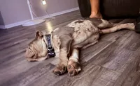 Bogey, a male English Bulldog for sale in Colorado City, TX – 2 of 10