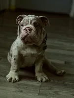 Bogey, a male English Bulldog for sale in Colorado City, TX – 7 of 10