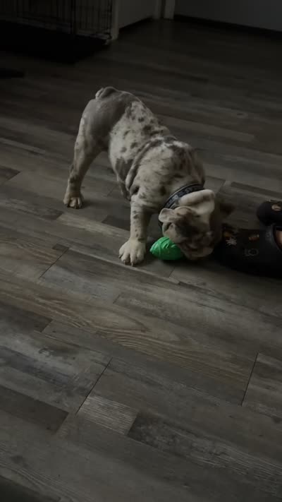 Bogey, a male English Bulldog for sale in Colorado City, TX – 10 of 10
