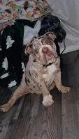 Bogey, a male English Bulldog for sale in Colorado City, TX – 6 of 10