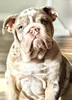 Bogey, a male English Bulldog for sale in Colorado City, TX – 3 of 10