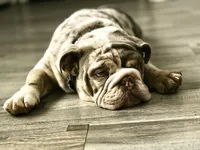 Bogey, a male English Bulldog for sale in Colorado City, TX – 5 of 10