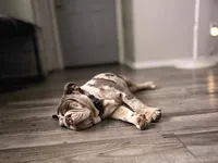 Bogey, a male English Bulldog for sale in Colorado City, TX – 8 of 10