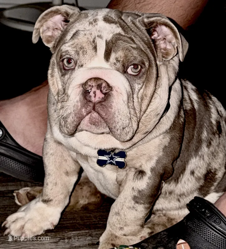 Bogey – English Bulldog puppy for sale in Colorado City, TX
