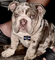 Bogey, a male English Bulldog for sale in Colorado City, TX – 1 of 10