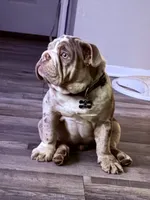 Bogey, a male English Bulldog for sale in Colorado City, TX – 4 of 10