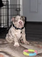 Bogey, a male English Bulldog for sale in Colorado City, TX – 9 of 10
