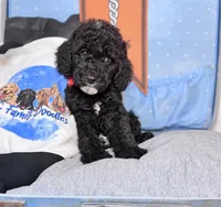 Hermes, a female Labradoodle for sale in Kingston, GA – 1 of 3
