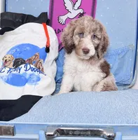 Aphrodite , a female Labradoodle for sale in Kingston, GA – 5 of 7