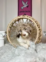 Aphrodite , a female Labradoodle for sale in Kingston, GA – 3 of 7