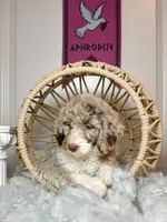 Aphrodite , a female Labradoodle for sale in Kingston, GA – 6 of 7