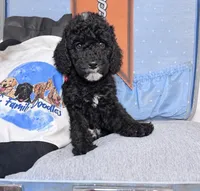 Hermes, a female Labradoodle for sale in Kingston, GA – 2 of 3