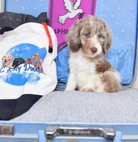 Aphrodite , a female Labradoodle for sale in Kingston, GA – 1 of 7