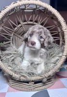 Aphrodite , a female Labradoodle for sale in Kingston, GA – 7 of 7