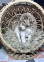 Aphrodite , a female Labradoodle for sale in Kingston, GA – 4 of 7