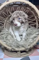 Aphrodite , a female Labradoodle for sale in Kingston, GA – 2 of 7