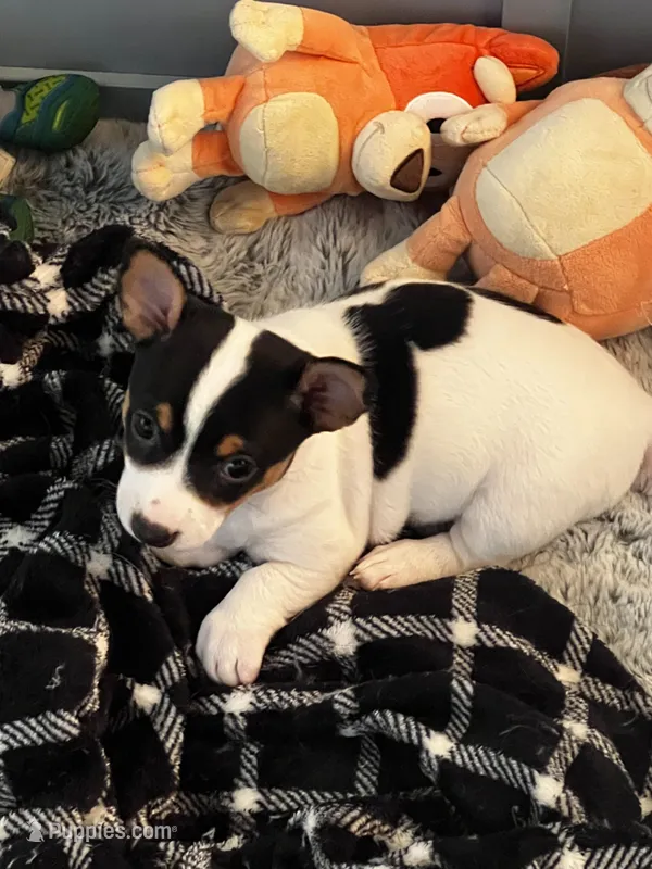 Dottie – Teddy Roosevelt Terrier puppy for sale in Lenoir City, TN