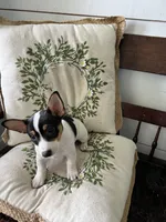 Dottie, a female Teddy Roosevelt Terrier for sale in Lenoir City, TN – 5 of 7