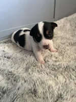 Dottie, a female Teddy Roosevelt Terrier for sale in Lenoir City, TN – 3 of 7