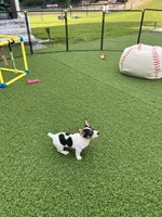 Dottie, a female Teddy Roosevelt Terrier for sale in Lenoir City, TN – 6 of 7