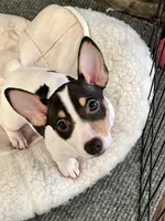 Dottie, a female Teddy Roosevelt Terrier for sale in Lenoir City, TN – 4 of 7