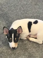 Hank, a male Teddy Roosevelt Terrier for sale in Lenoir City, TN – 5 of 7