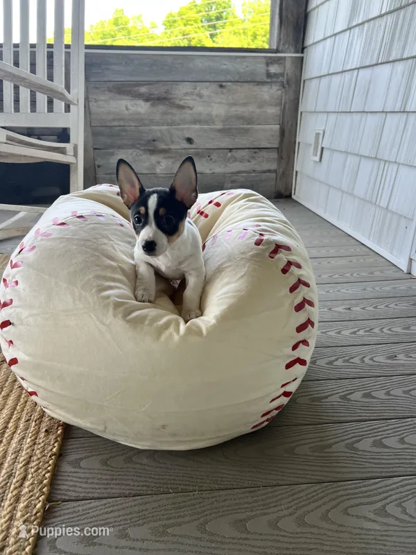 Hank – Teddy Roosevelt Terrier puppy for sale in Lenoir City, TN