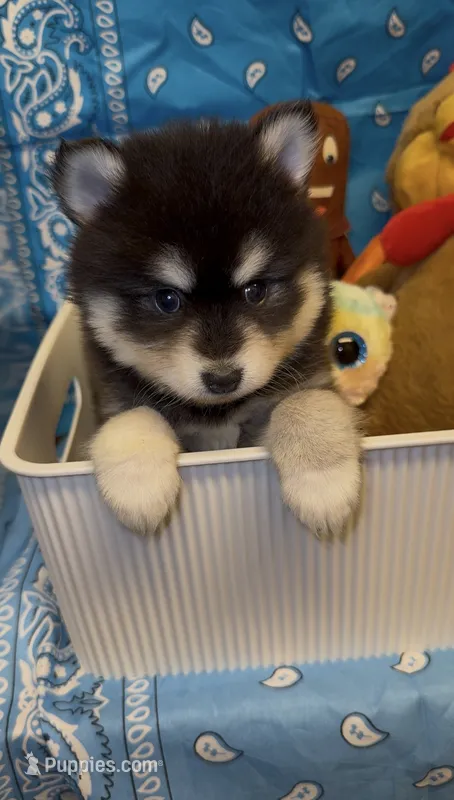 Loki – Pomsky puppy for sale in Eatontown, NJ