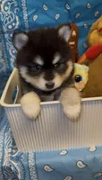 Loki, a male Pomsky for sale in Eatontown, NJ – 1 of 10