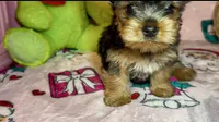 Teddie, a male Yorkshire Terrier for sale in Eatontown, NJ – 2 of 7
