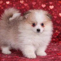 Romeo, a male Pomeranian for sale in Eatontown, NJ – Photo 1 of 5