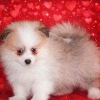 Romeo, a male Pomeranian for sale in Eatontown, NJ – Photo 3 of 5