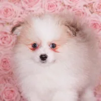 Romeo, a male Pomeranian for sale in Eatontown, NJ – Photo 5 of 5