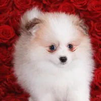 Romeo, a male Pomeranian for sale in Eatontown, NJ – Photo 2 of 5