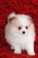 processed/40e0830d-258a-476e-a9f2-79045751268e/listing/1a1affc8-e4dd-435f-a3de-23b8bebb9843/e15c22a3-a6c7-45c1-9a5c-574f5f794759