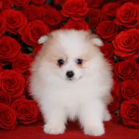 Romeo, a male Pomeranian for sale in Eatontown, NJ – Photo 4 of 5