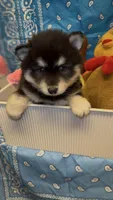 Koda, a male Pomsky for sale in Eatontown, NJ – 2 of 3