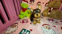 Teddie, a male Yorkshire Terrier for sale in Eatontown, NJ – 7 of 7