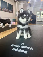 Toy Pomsky Koda, a male Pomsky for sale in Eatontown, NJ – 5 of 6