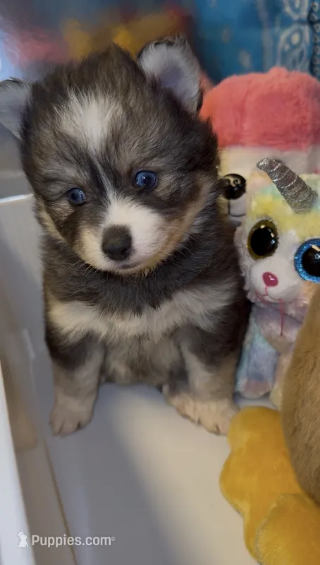 Muffin  – Pomsky puppy for sale in Eatontown, NJ