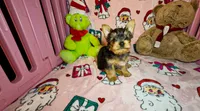 Teddie, a male Yorkshire Terrier for sale in Eatontown, NJ – 4 of 7