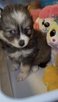 Muffin , a female Pomsky for sale in Eatontown, NJ – 2 of 7